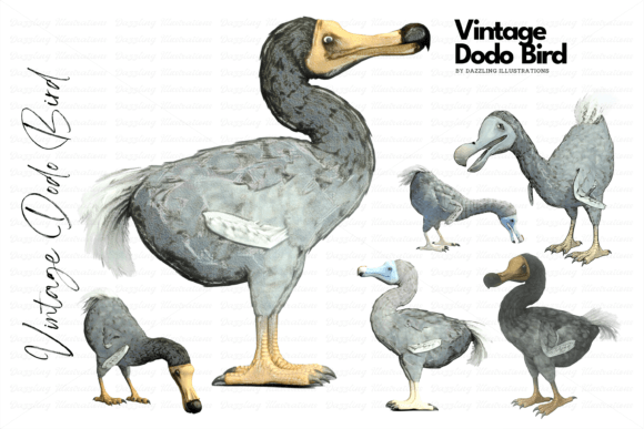 Download Extinct Dodo Vintage-Style Illustrations - Premium Resources